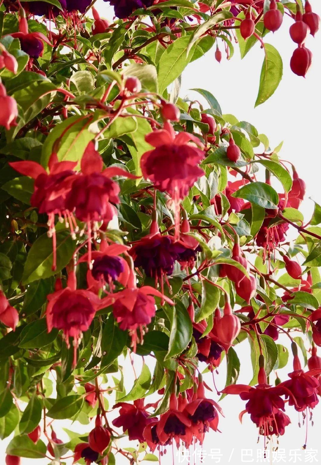 枝条|家里有这6种花,赶紧挂起来,长的快、开花一年比一年多!