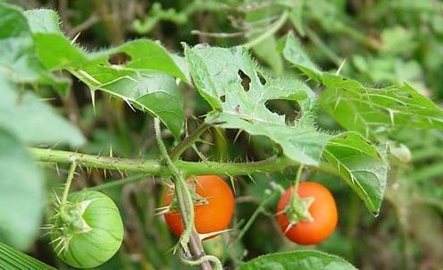 药用价值|在乡下无人问津的一种野草,药用价值却极高!真是可遇不可求