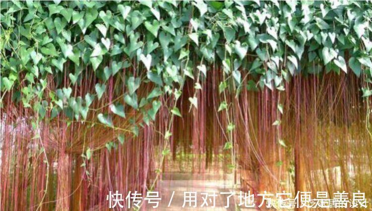 一帘幽梦|4种花最适合养卫生间，没有阳光照样疯长，除异味、美环境