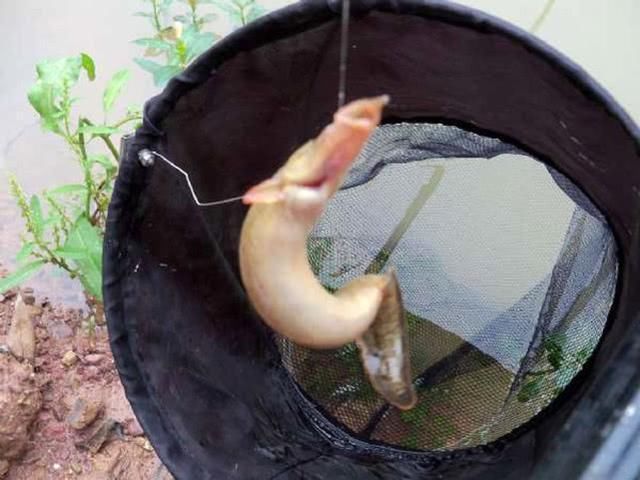 童年|童年钓鱼最怕的就是刀鳅鱼,因为它食性非常凶猛,把钩吞进肚子里