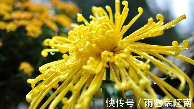 七绝!诗词七绝《冬菊》