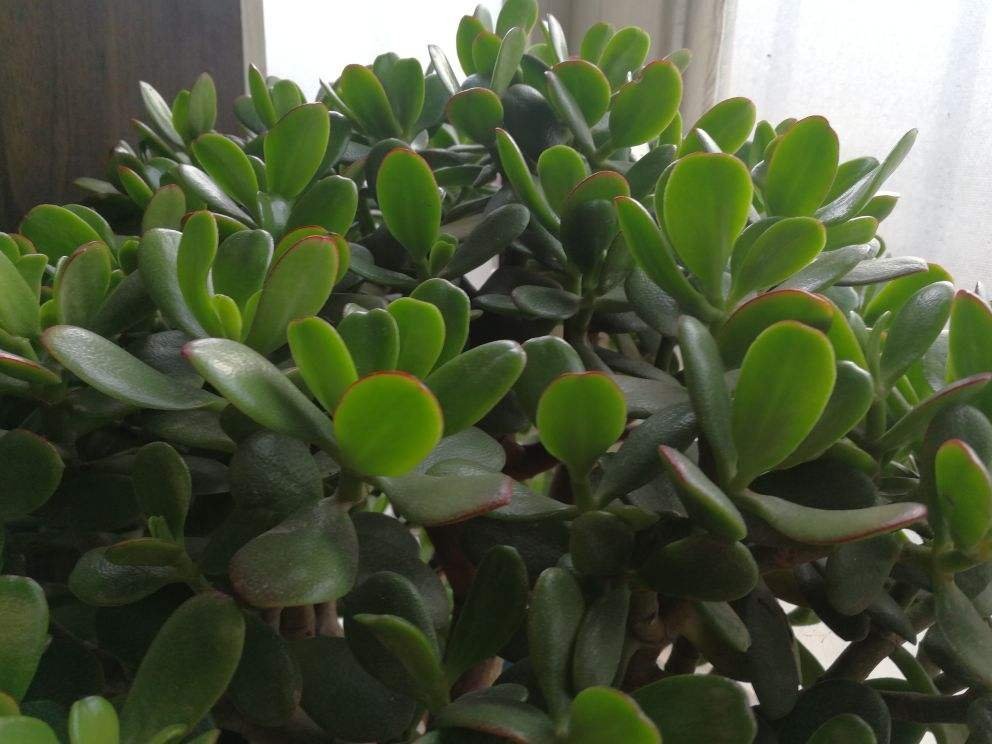 “吉树入吉宅,富贵自然来”,家里的6种树类盆栽,好看又吉祥