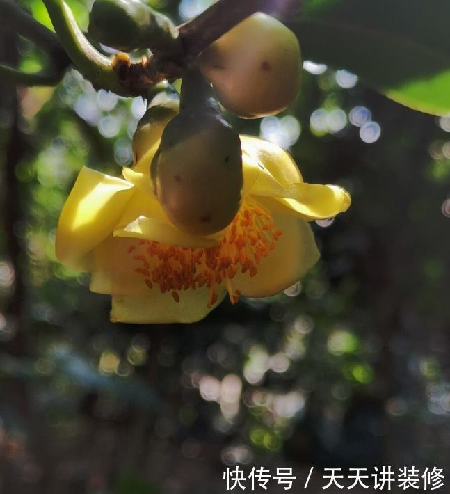 家中若有带院子的房子,建议栽种3种观赏树,小投入,大收获