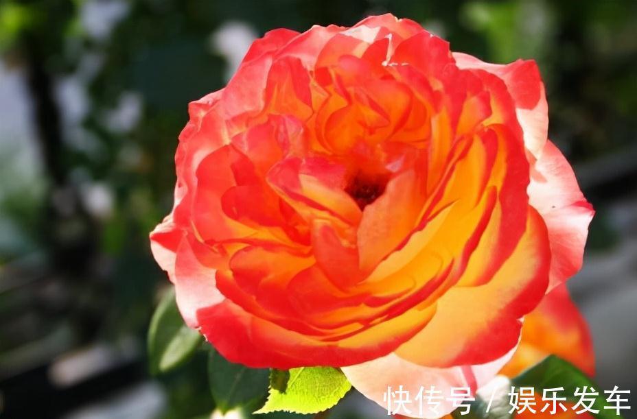 农历九月十八霜降后,养什么花?家里养3种花,身体康健平安喜乐