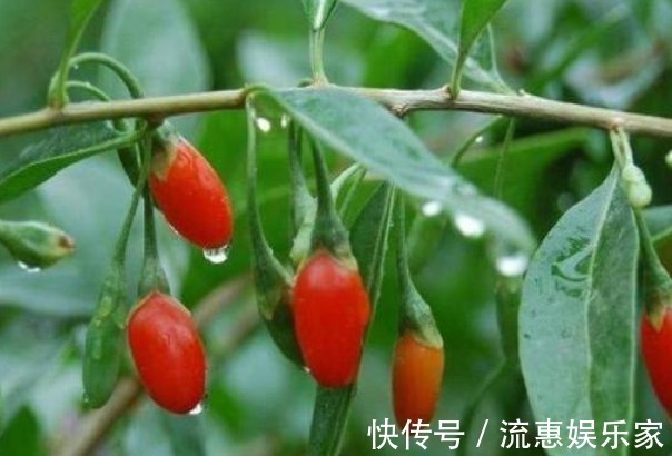 神农本草经|爱吃枸杞的人要注意,枸杞别和此物一起泡,毒性超鹤顶红