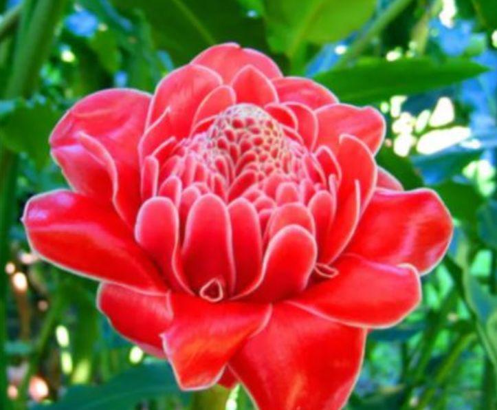 养花就养这几款,全年开花不停,花色鲜艳夺目,美艳迷人