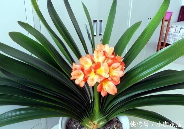 金枝玉叶|4种花,小苗“很便宜”,越养越“值钱”,聪明花友都喜欢