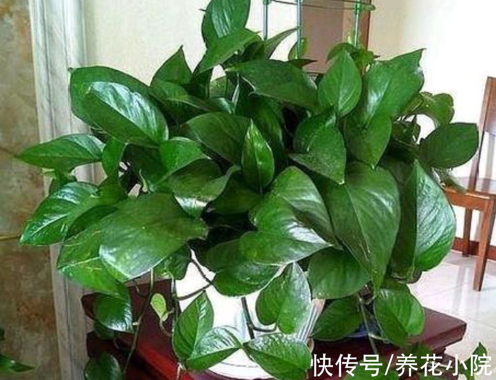 冬天养绿萝别只浇水，做好4个养护，不停长新叶