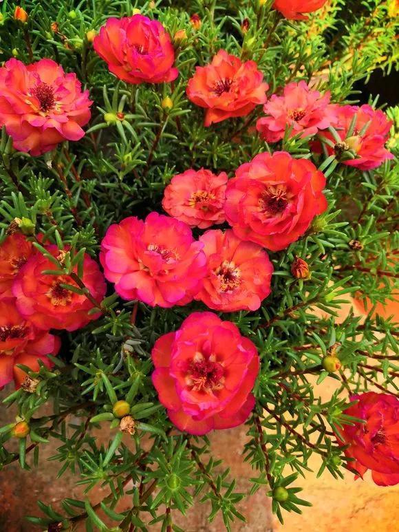 太阳花|5种花快扦插，生根超快，1周长出大白根，新手也能插得活