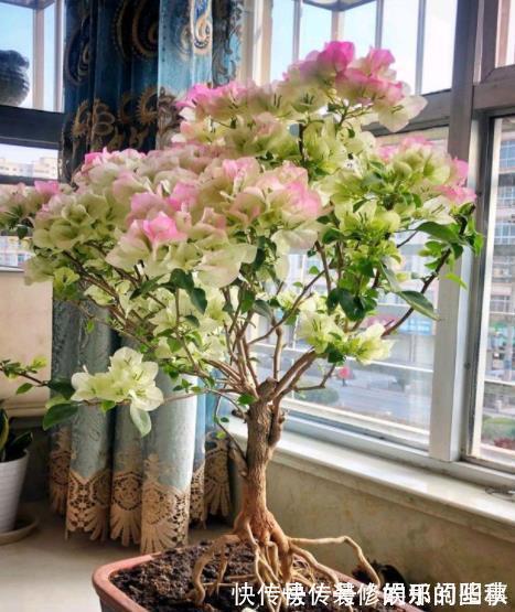 三角梅|秋天三角梅在3种情况下,千万不能晒太阳,一晒就黄叶剩个空盆