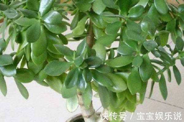 养花不如“养树”,客厅养上这三种,没想到聚财又养人