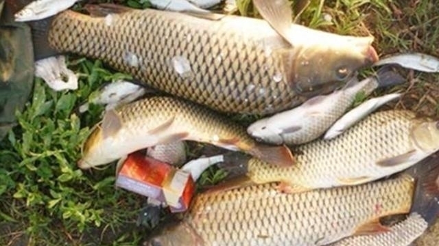 老钓手果然有所隐瞒，鲤鱼越大越喜欢“藏”在这3个地方，莫透露