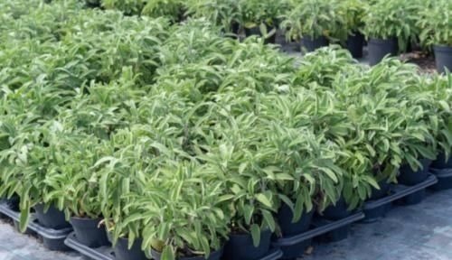 救心菜|农地里被忽视的这种野菜,或是高血压“克星”,建议:不妨多吃点