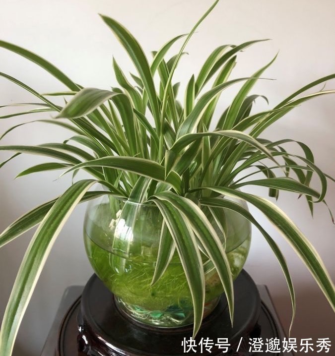 清新|家里有不用的瓶子，拿来水培3种绿植，简单好养清新漂亮