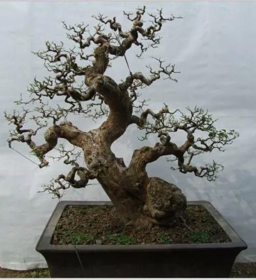 盆景制作技法夏天来到,盆景脱衣换锦,有6种好处