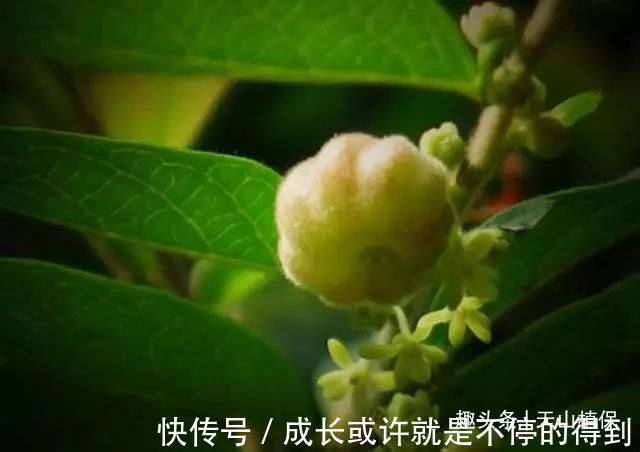 小女生们|乡下有种野果,与南瓜极为相似,却不能食用,用其治牙痛有奇效