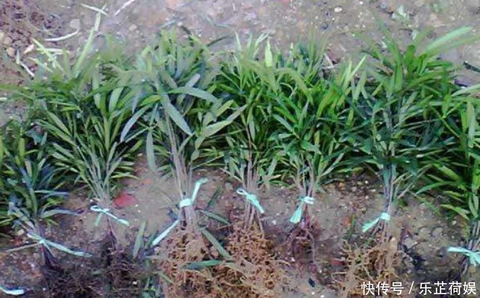 想要把小苗罗汉松,快速打造成“老桩盆景”,要做好这“几点”