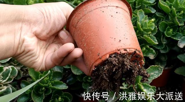养花|养花先“养根”，高手用一招，养出根系“一尺长”，开花特别旺