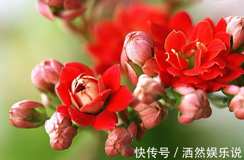 新手|新手养长寿花，做好3个小技巧，花苞猛长不停，养一盆爆一盆