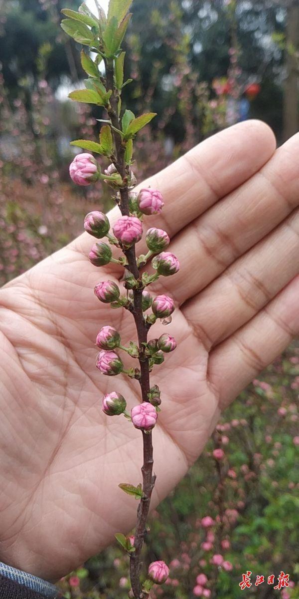 20年来赏的竟是“假樱花”，武汉一湿地公园12棵“樱花”树被摘牌