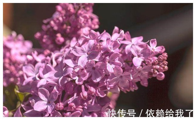 红豆薏米粥|它是口臭的“天敌”,抓3粒泡水喝,助你口气清新,便秘也减轻了