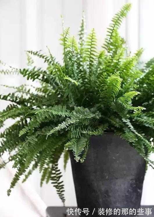 霸王蕨|你在养花，其实花也在养你，5种花养家里，比空气净化器还好用