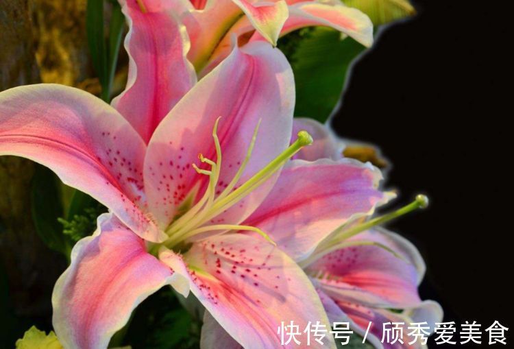 栀子花|美貌花卉,养一盆,香飘满屋,大自然赐予的“天然空气清新剂”