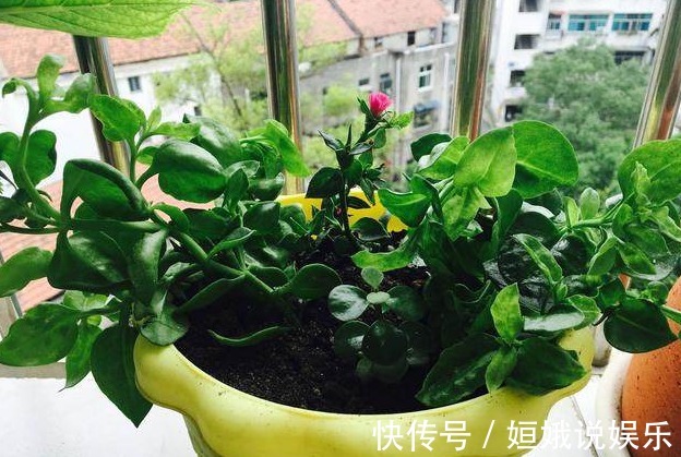 秋天|秋天,可以扦插了,花卉这样扦插很快就发芽长根,插啥都能活