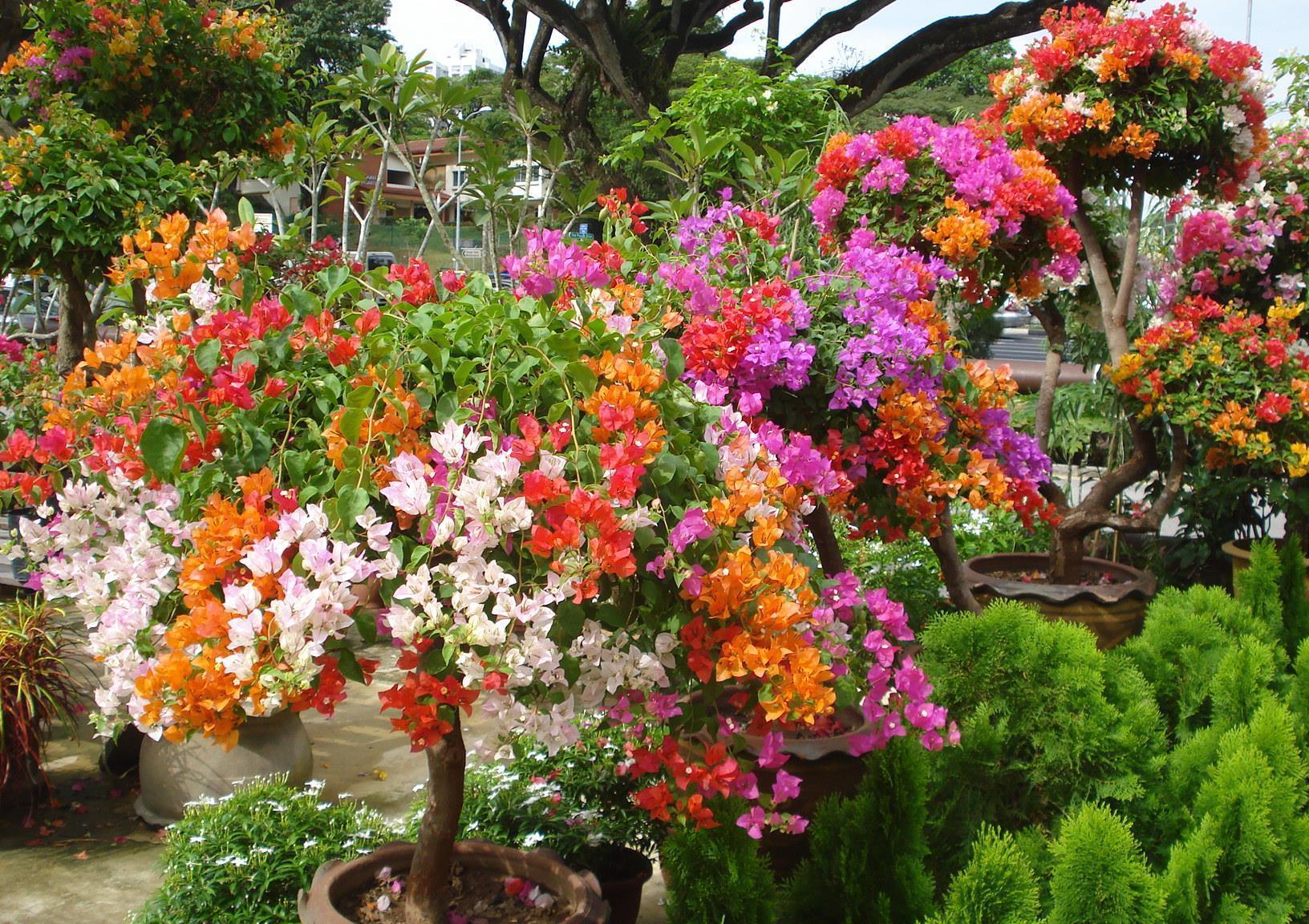 高温40度,6种花“尽情晒”,越晒越开花,密密匝匝一大盆,漂亮