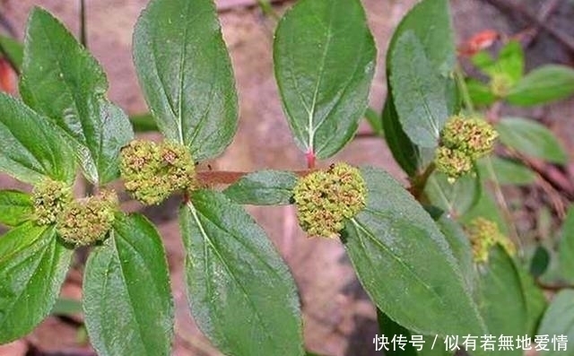 植株|农村这野草叫“大飞扬草”,是很好用的药草,对湿疹有很大的帮助