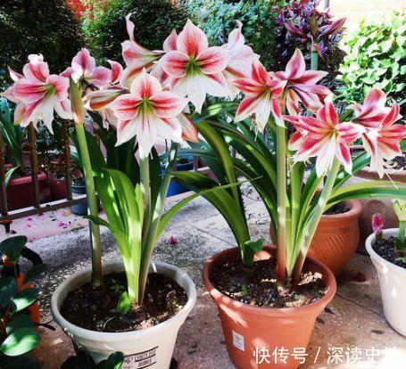 阳台养花选这4款,花色艳丽,香气扑鼻