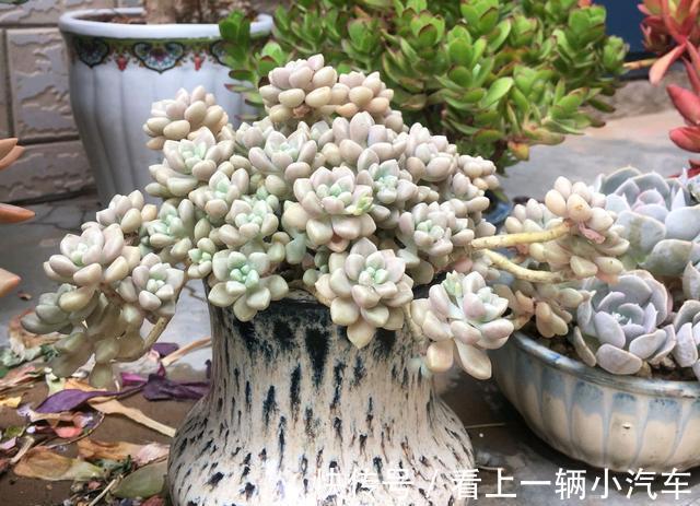 养多肉秋丽,从这4点入手,植株一年四季长新枝,呼呼爆盆
