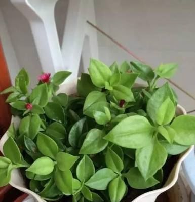 最好养的4种花,掐根枝条就能活,你养不活的话只能说你不会养