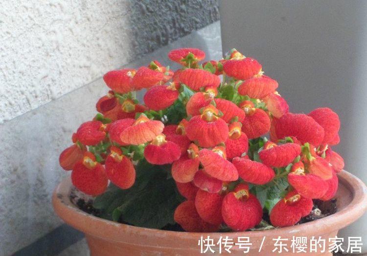 蒲包花蒲包花|农历7月8号起,最适合养这些花,花中劳模,花香四溢飘满屋