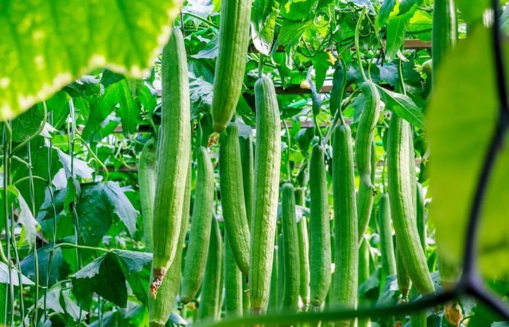 花园|在家种个菜都这么美,还要什么花园?