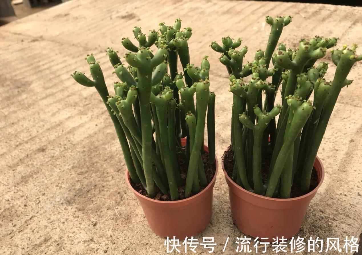 这5种植物不挑剔环境,好活又漂亮,园艺小白练手正合适