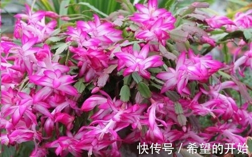 蟹爪兰开完花,做好3件事,快速服盆,开出满盆花!