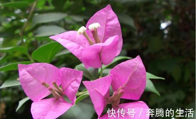 叶施|三角梅开花越来越少,是“它”在作怪,盆里撒1把粪,下次开爆盆