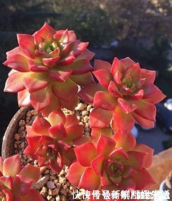 观音莲|养多肉,就养这“6盆”,越长越肥,颜色越来越好看,太美了!