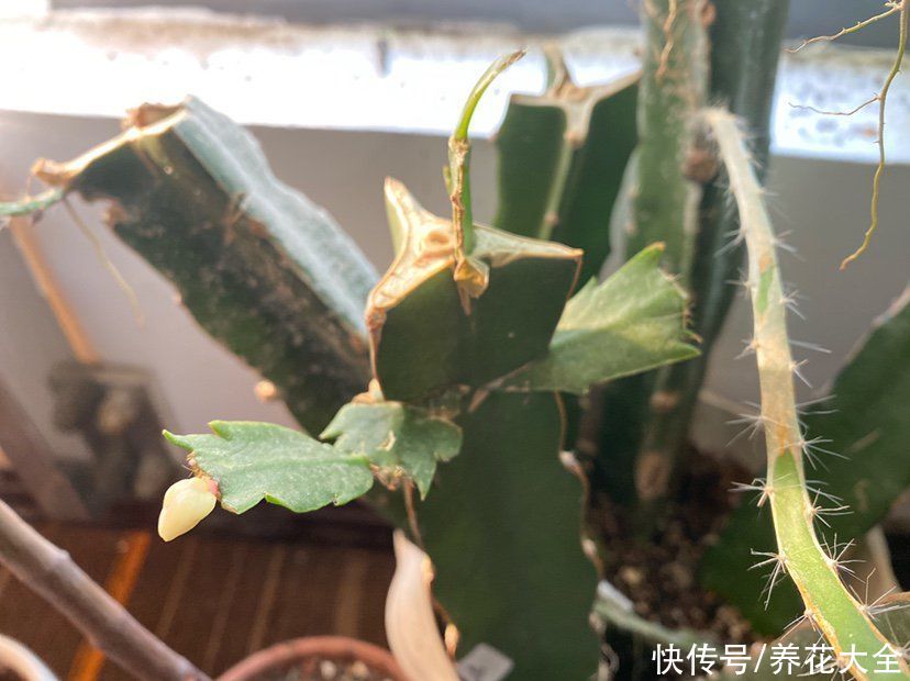 嫁接|养了30年的玉树，扦插开出9色花，快来沾沾喜气