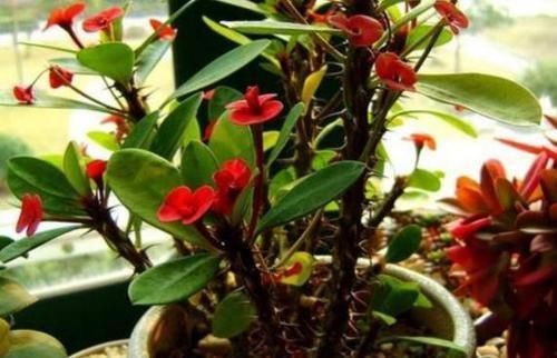 洋葱|洋葱,养花的“好帮手”,既能杀虫又能堆肥,还很便宜