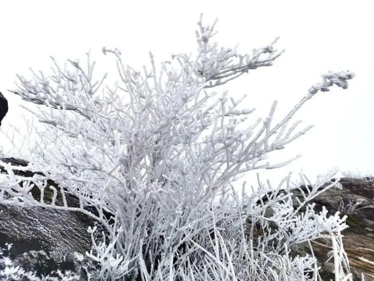 今冬|美翻了！金华美成了冰雪世界，今冬第一波雾凇来，这波美景就在......