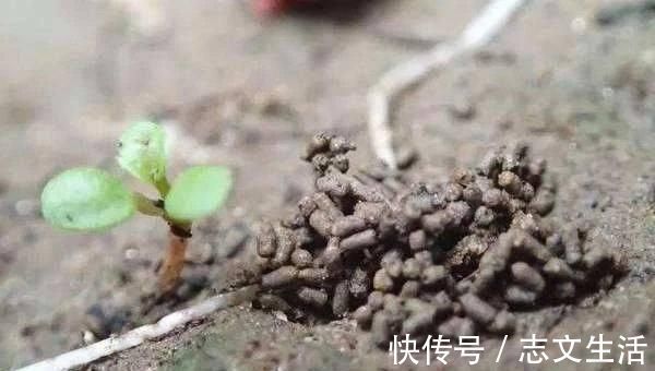 盆土变硬如“石头”,不用换盆,浇这“2种水”,比新土还松软