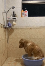 |搞笑GIF动图,给家里的金毛洗个澡之后,它自闭了!