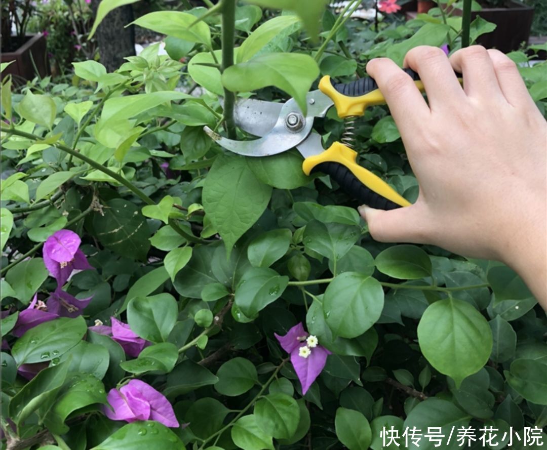 枝条|三角梅有“3喜1怕”，想要开花满盆，就要这么养