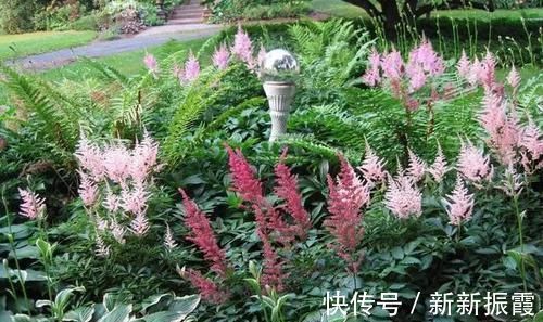 5种“阴暗花”，藏在角落里，年年自行繁殖，也能开成“仙花树”