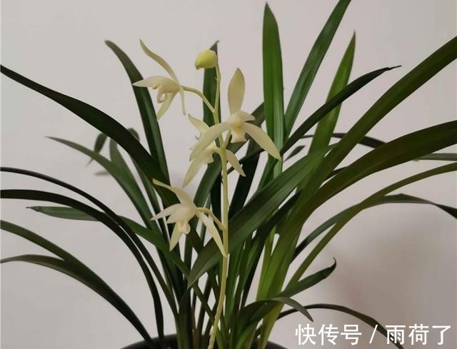 这款兰花,是耳熟能详的“经典”,价格实惠,值得花友们入手一盆