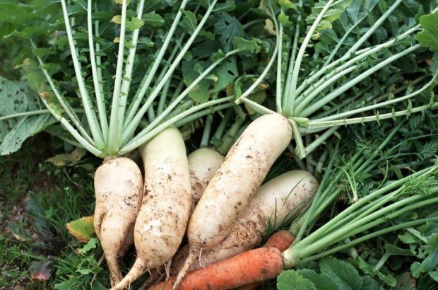 胃癌|36岁女子,异常口臭,丈夫不愿亲近,医生却说不怪她,是癌症