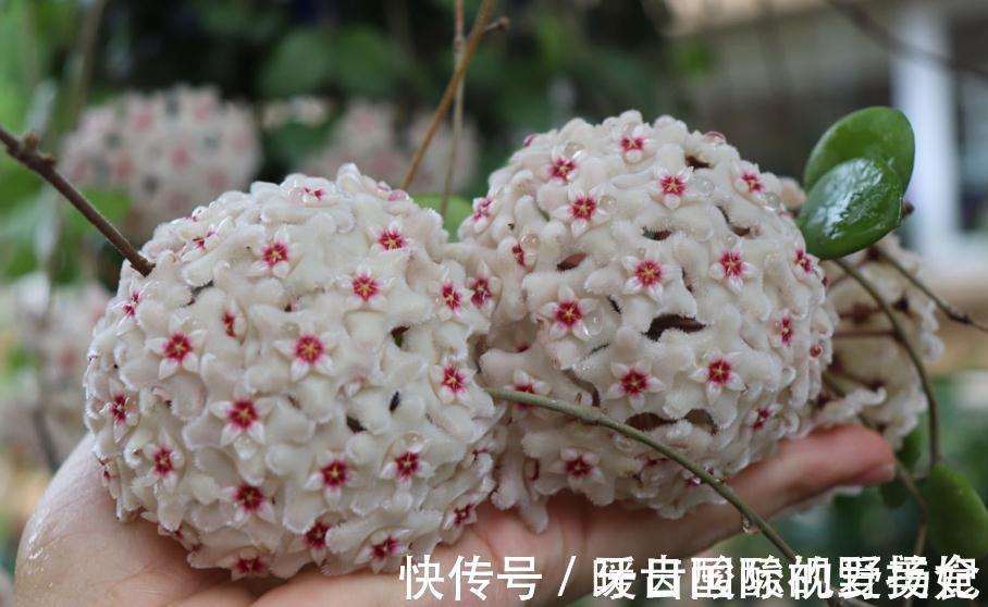 养护|6种“香水花”冬天不怕冷，越冷越香艳，雍容贵气，进屋染香气