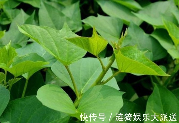 农村|农村以下几种野菜,美容养颜、健脾除湿,还能提高免疫力